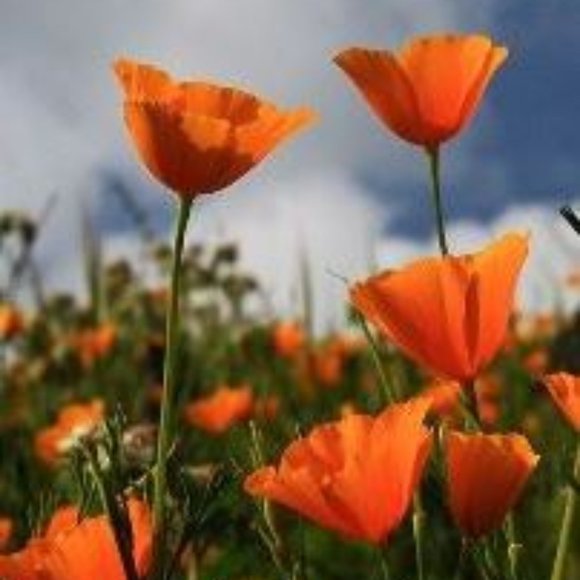 Meet your Posher, Stacey - Picture 2 of 2